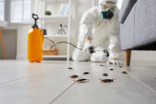 Trusted Cockroach Control service in Kenneth City, FL - Nex Pest Control